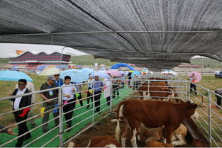 内蒙古科技信息网 泰高牧业的科技赋能之路